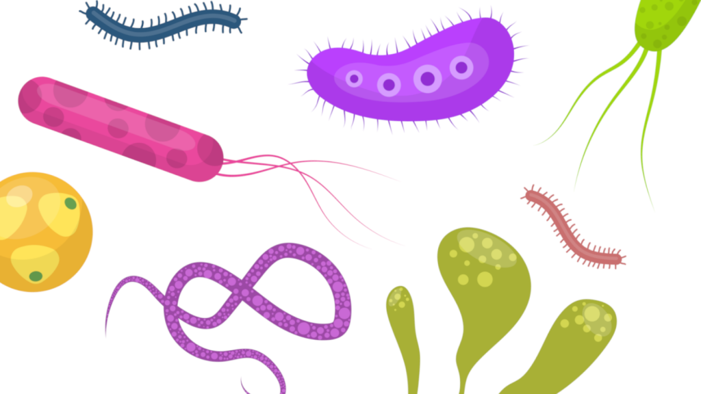 Jak można zarazić się pasożytami?